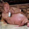 DerangedWalrus